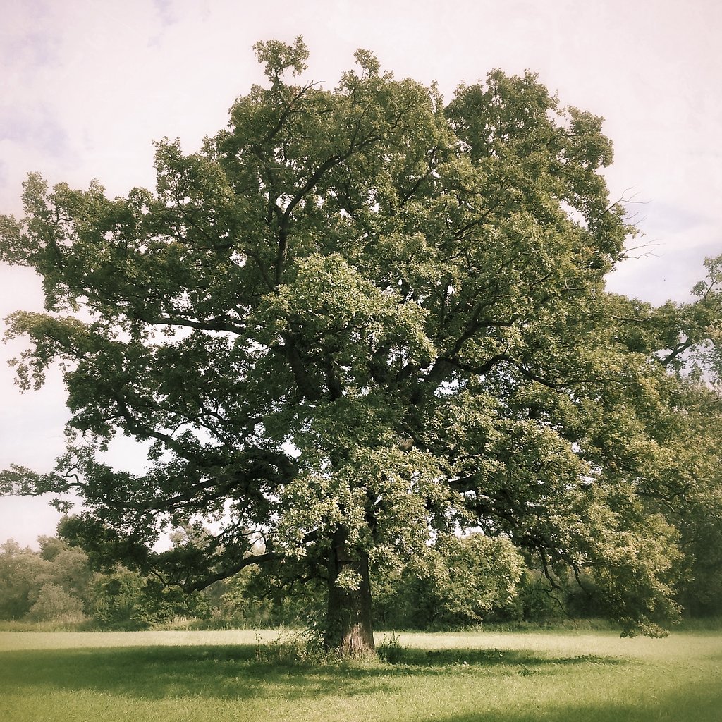 IMG-1814.JPG